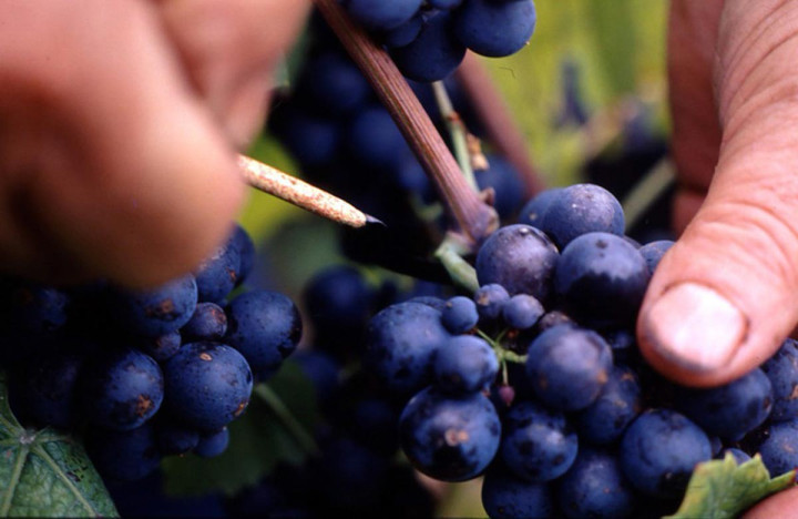 Wine-tasting tour in Beaujolais | Visit vineyards and meet winemakers