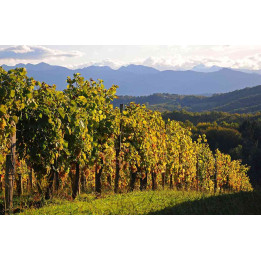 Wine weekend in Madiran and Jurançon