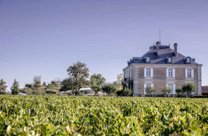 Weekend in the Graves vineyard