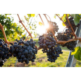 Around organic wines in Provence