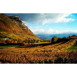 Wine trip in Chambéry - Savoy - France