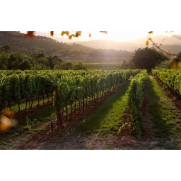 Discover Provence on a 3-day wine escape