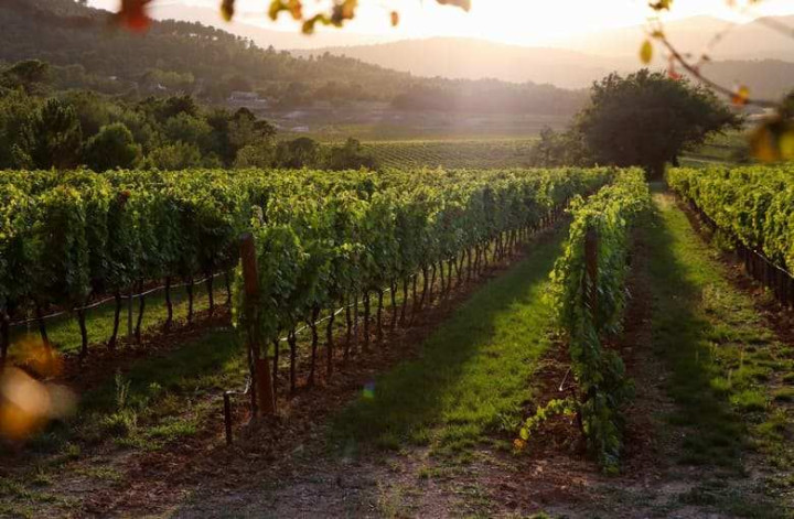 Discover Provence on a 3-day wine escape