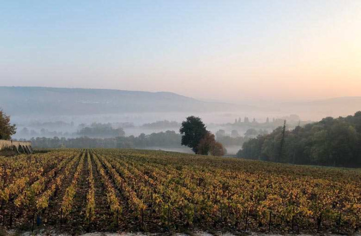 Tasting of organic champagnes