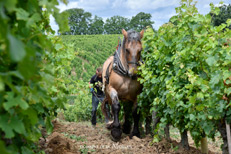 Domaine de la Noblaie - Chinon - France