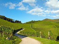 Accomodation in the vineyard