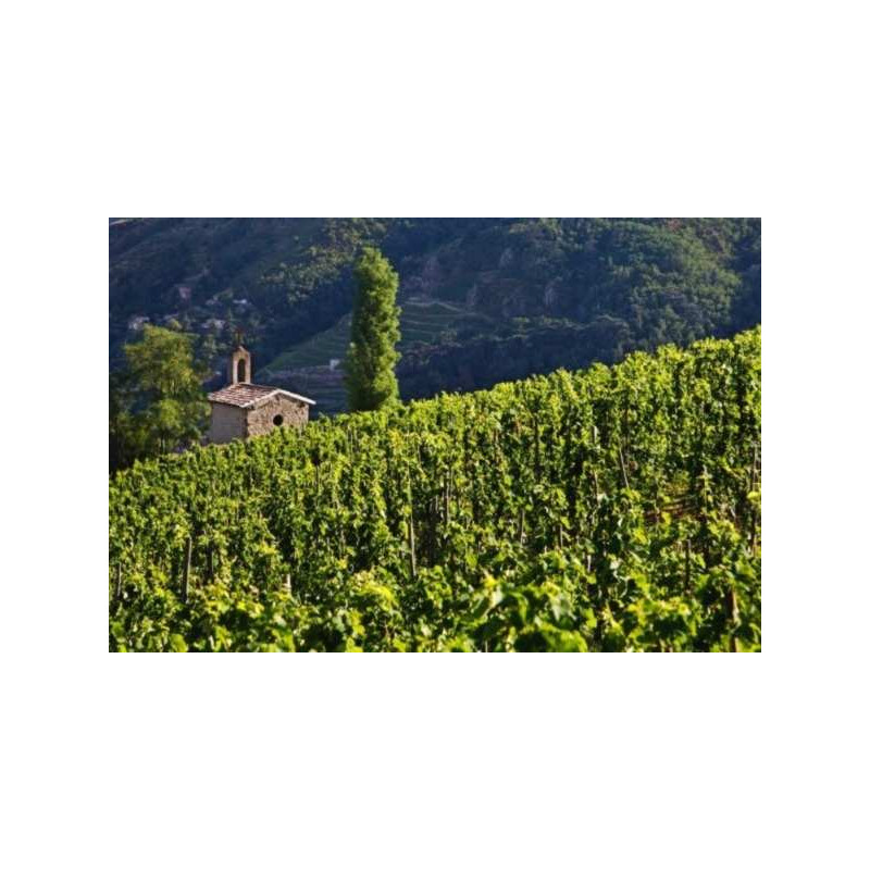 Rhone Valley wine tours