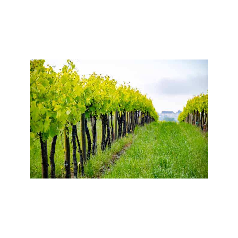 Cognac & Pineau des Charentes tasting stays – Charentes Vineyards