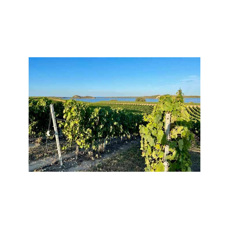 Corsica wine tours