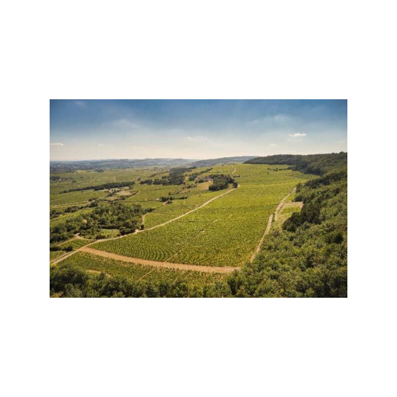 Burgundy wine tours