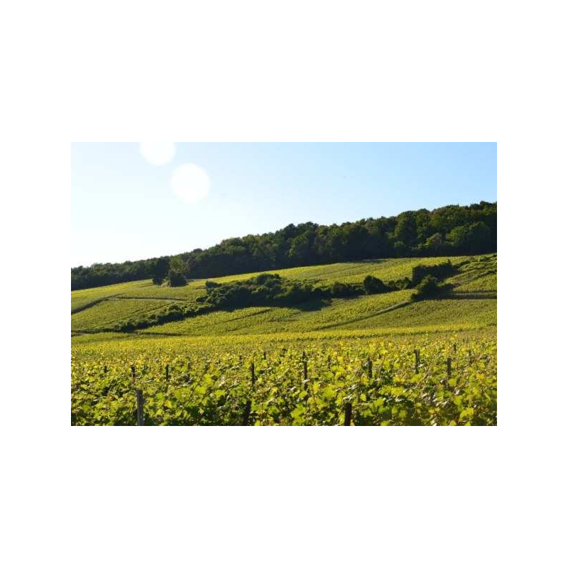 Champagne wine tours