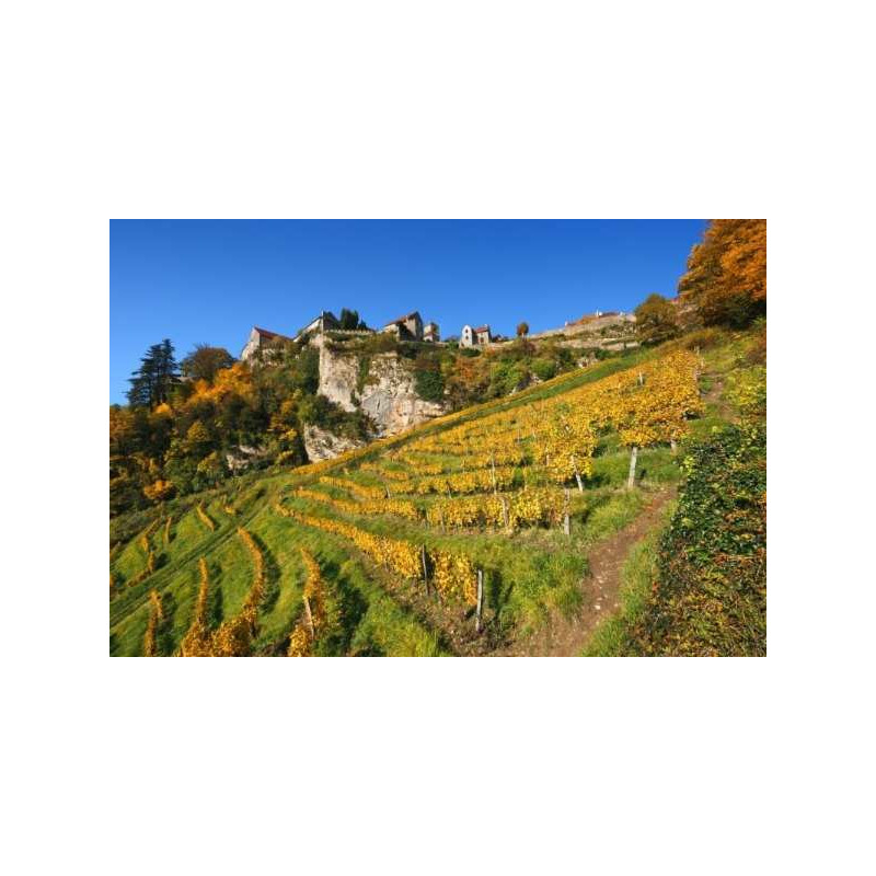Jura wine tours