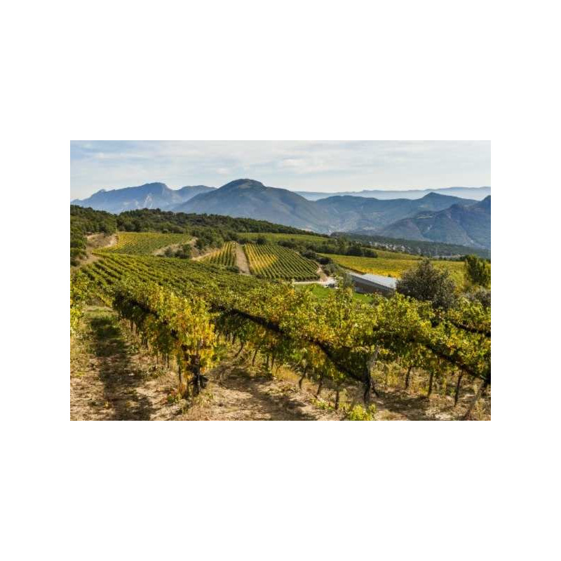 Catalonia wine tours
