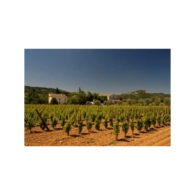 Languedoc-Roussillon Wine Tours