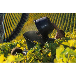 Week-end vendanges en Alsace