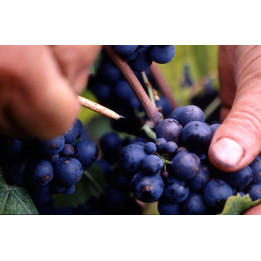Visites de cave Beaujolais