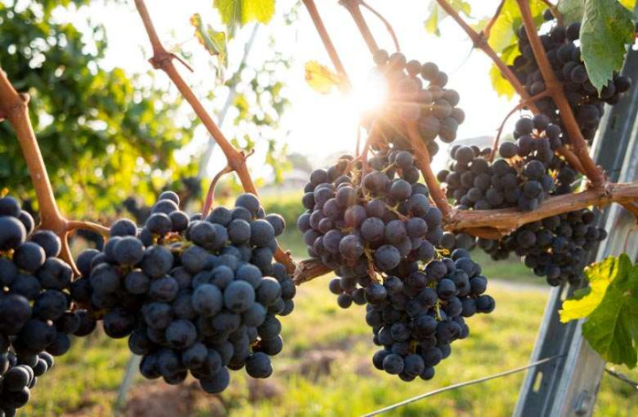 Autour du bio en Provence