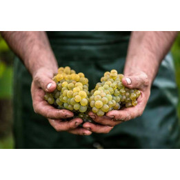 Séjour dans le vignoble nantais