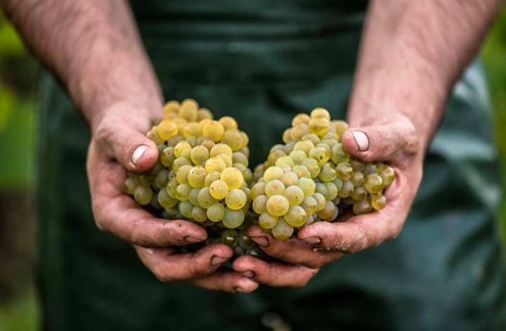 Séjour dans le vignoble nantais