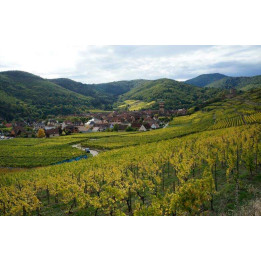 Journée visite sur Route des Vins d'Alsace