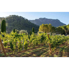 Journée viticole en Provence Verte
