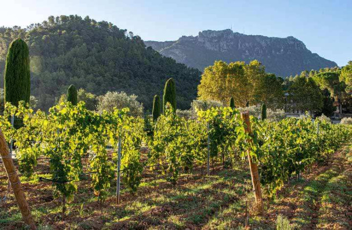 Journée viticole en Provence Verte