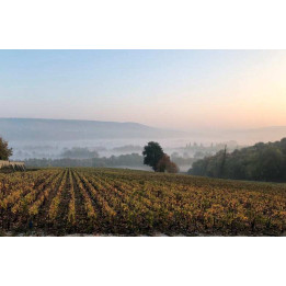 Dégustation de champagnes bios