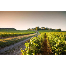 Séjour d'exception à Mercurey, en Côte chalonnaise