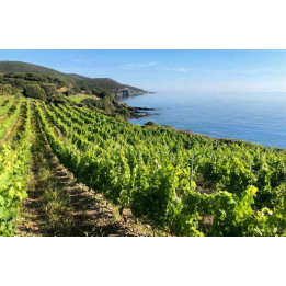 Séjour autour du vin en Corse du Sud