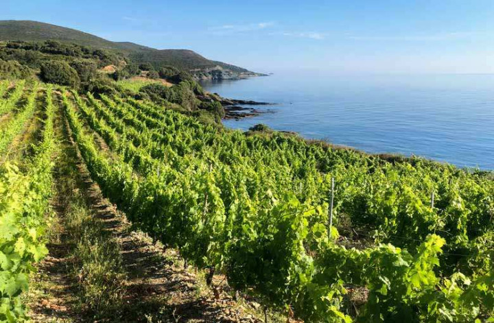 Séjour autour du vin en Corse du Sud