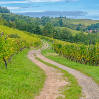 Séjour dans les vignobles autour de Colmar