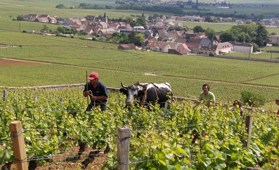 Domaine Manuel Olivier