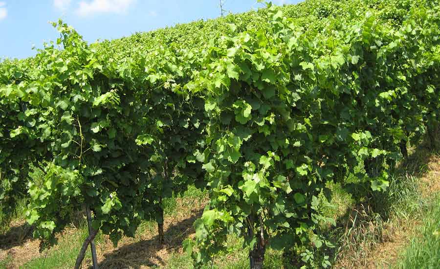 Domaine Rimbert