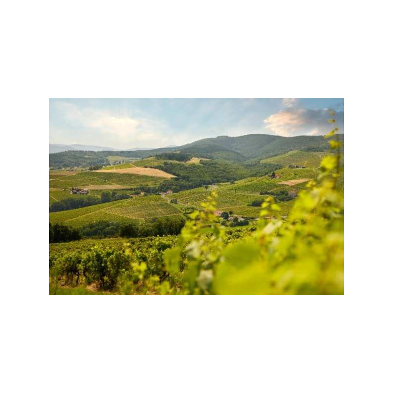 Séjours et week-ends oenologiques dans le Beaujolais