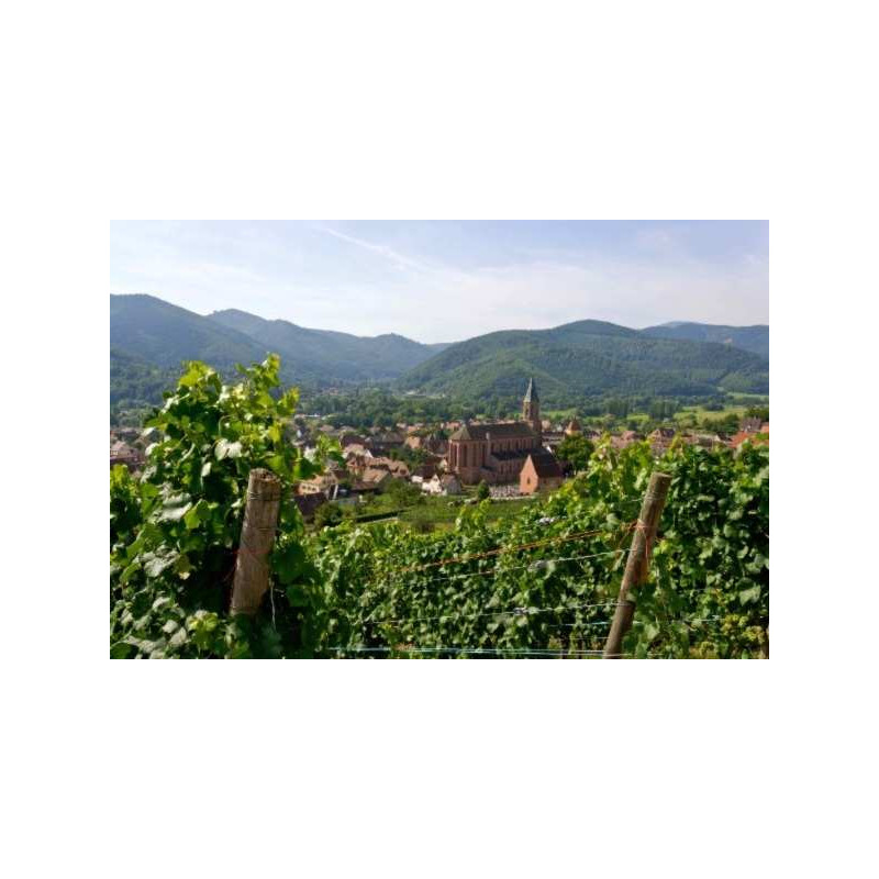 Séjours oenologiques Alsace